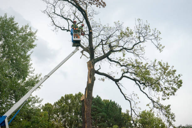 The Steps Involved in Our Tree Care Process in Reed City, MI